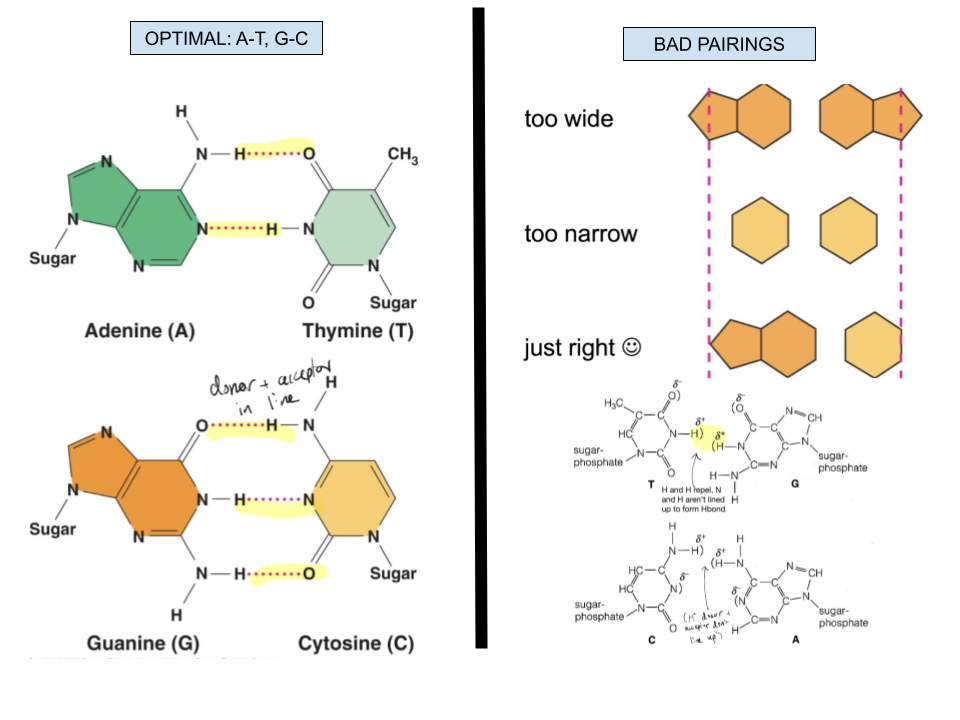 <p>Complementary bases (A with T and G with C) have the correct shape and alignment for hydrogen bonds to form. Incompatible shapes may be too wide or too narrow to correctly bond, and the donor and receiver of electrons to form H bonds (H and electronegative atom) will not be aligned to form these bonds</p>