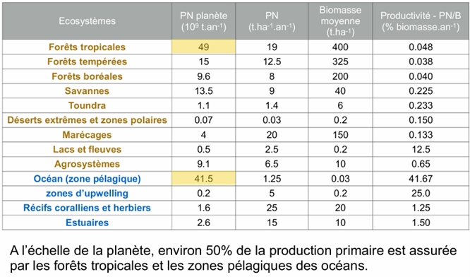 <p>Forêt tropicale : B très grande (bois) + P élevée mais pas “instantanée” → turnover long (années/décennies).</p><p>Océan pélagique : B minuscule + P “modeste par m²” mais très étendue + renouvellement rapide → turnover court (jours).</p><p>Terre = stockage ; mer = recyclage rapide.</p>