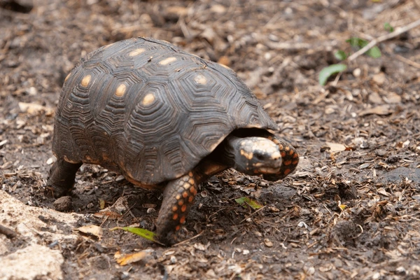 <ul><li><p>suborder of turtles</p></li><li><p>crypto = hidden</p></li><li><p>11 families, 80+ genera, ~203 species</p></li><li><p>“hidden”, “S-vertical neck”</p></li><li><p>complete head retraction</p></li><li><p>more diverse</p><ul><li><p>morphologies</p></li><li><p>all environments</p></li></ul></li><li><p>vertical-necked turtles</p></li><li><p>S-shape neck folding</p></li><li><p>advanced</p></li><li><p>11-12 plastral scutes</p></li><li><p>8-9 plastral bones</p></li><li><p>pelvic bones free inside shell</p></li><li><p>familiar</p></li></ul><p></p>