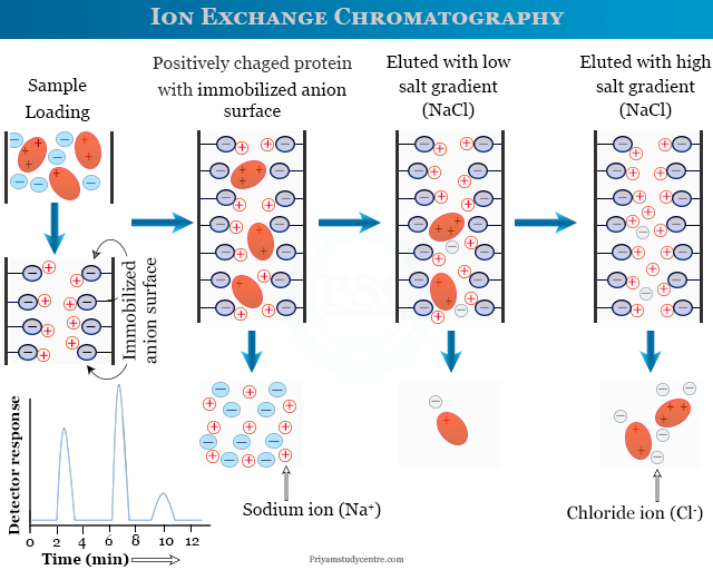 <p>matrix is negatively charged and proteins with a positive charge bind ionically to the matrix</p>