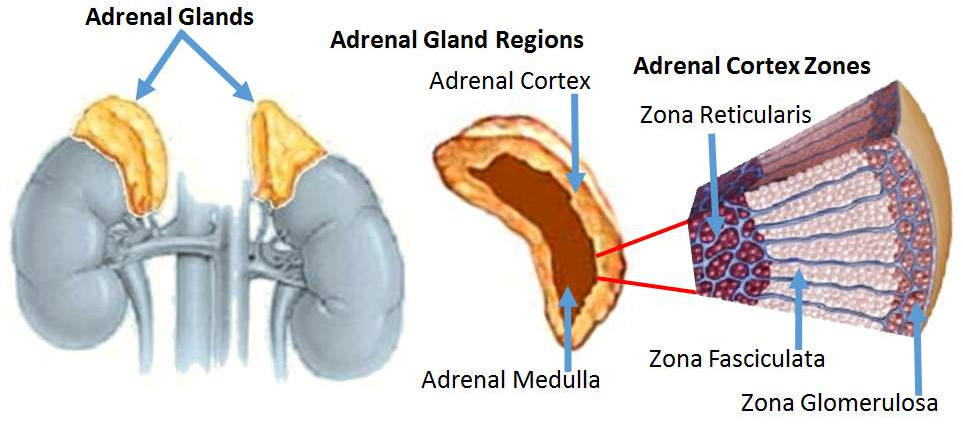 <ul><li><p>Zona glomerulosa (outer)</p></li><li><p>Zona fasciculata (middle)</p></li><li><p>Zona reticularis (inner)</p></li></ul><p></p>