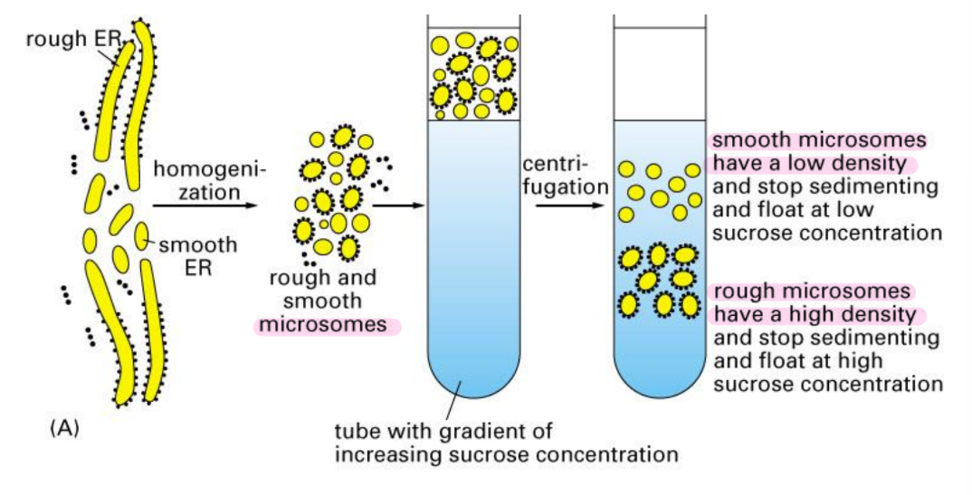 <ol><li><p>Mechanically break cell → microsome formation </p><ol><li><p>Microsomes = small, artificial vesicles created when cells are broken in lab (formed from ER fragments) </p></li></ol></li></ol><p><strong>Rough Microsomes</strong> = DENSE due to ribosomes</p><p><strong>Smooth Microsomes</strong> = less dense due to lack of ribosomes</p><ul><li><p>Centrifuged in sucrose density gradient </p></li></ul><p></p>
