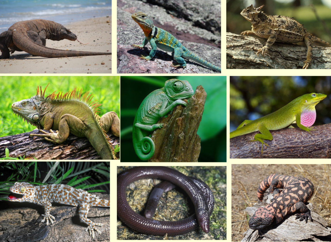 <ul><li><p>7739 Species in 37 Families</p></li><li><p>Generalized Tetrapod Body Form in Most Species</p></li><li><p>Smooth &amp; Dry Skin</p></li><li><p>Claws on End of Toes</p></li><li><p>Movable Eyelids</p></li><li><p>External Ear Openings</p></li><li><p>Halves of Lower Jaw Joined in Front</p></li><li><p>Primarily Carnivorous</p></li><li><p>Many Lifestyles: Terrestrial, Fossorial, Arboreal, Semi-Aquatic, Marine, Human Commensal</p></li><li><p>Global Distribution except for Northern Poles &amp; Canada</p></li></ul><p></p>