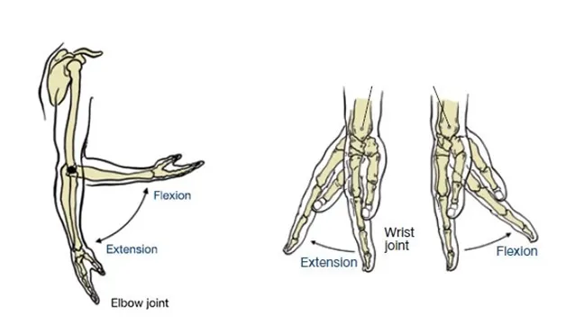 <p>Posterior arm (shoulder to elbow):</p>