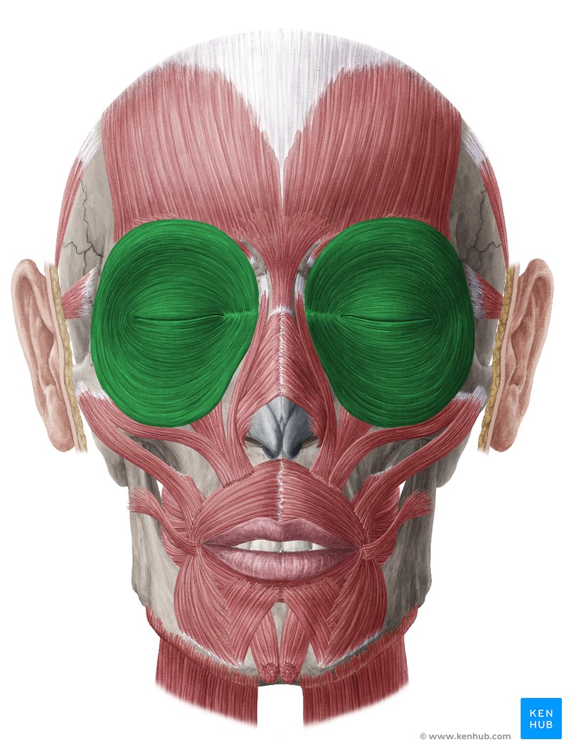 <p><span>Orbicularis oculi</span></p>