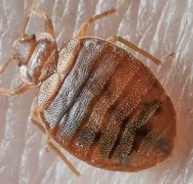 <p>what insect is this </p>