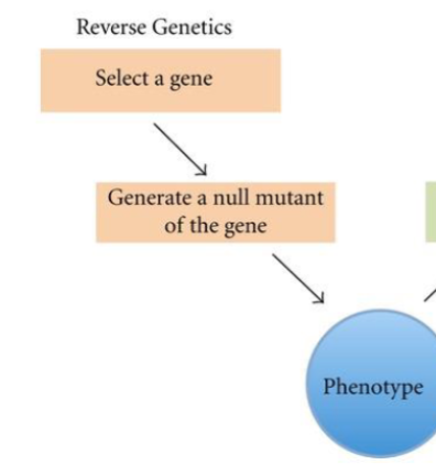 <p>Reverse Genetics</p>