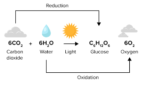 <p>6 CO<sub>2</sub> + 6 H<sub>2</sub>O + light energy → C<sub>6</sub>H<sub>12</sub>O<sub>6</sub> + 6 O<sub>2</sub></p>