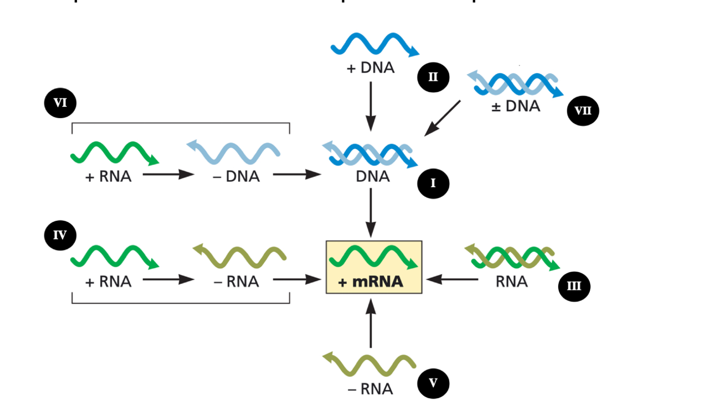 <ul><li><p>Baltimore system classifies viruses by:</p><ul><li><p>Genome type</p></li><li><p>How genome makes <strong>mRNA</strong></p></li></ul></li><li><p>Core rule:</p><ul><li><p>All viruses must make mRNA that host ribosomes can translate</p></li></ul></li><li><p>Viruses do <strong>not</strong> encode complete protein synthesis machinery</p></li><li><p>Classes:</p><ul><li><p><strong>I: dsDNA (double strand) </strong></p><ul><li><p>DNA → mRNA</p></li></ul></li><li><p><strong>II: ssDNA (single strand)</strong></p><ul><li><p>ssDNA → dsDNA → mRNA</p></li></ul></li><li><p><strong>III: dsRNA</strong></p><ul><li><p>dsRNA → mRNA using RdRp</p></li></ul></li><li><p><strong>IV: (+)ssRNA</strong></p><ul><li><p>Genome can be directly translated</p></li></ul></li><li><p><strong>V: (-)ssRNA</strong></p><ul><li><p>Must carry RdRp to make mRNA</p></li></ul></li><li><p><strong>VI: (+)ssRNA-RT</strong></p><ul><li><p>RNA → DNA by reverse transcriptase → provirus → mRNA</p></li></ul></li><li><p><strong>VII: dsDNA-RT</strong></p><ul><li><p>Gapped/partial dsDNA → full dsDNA → mRNA</p></li></ul></li></ul></li><li><p>Must know:</p><ul><li><p><strong>dsRNA and (-)ssRNA need RdRp in the virion</strong></p></li><li><p><strong>(+)ssRNA can be translated immediately</strong></p><ul><li><p><strong>All viruses must reach mRNA</strong></p></li></ul></li></ul></li></ul><p></p>