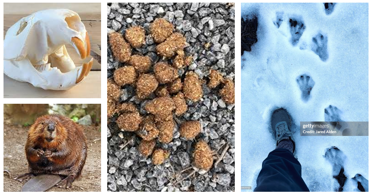 <p><span>5-toed, webbed hind feet, smaller 5-toed front feet that often show claw marks, cylindrical pellets or balls of sawdust, wood chips, and plant fibers</span></p>