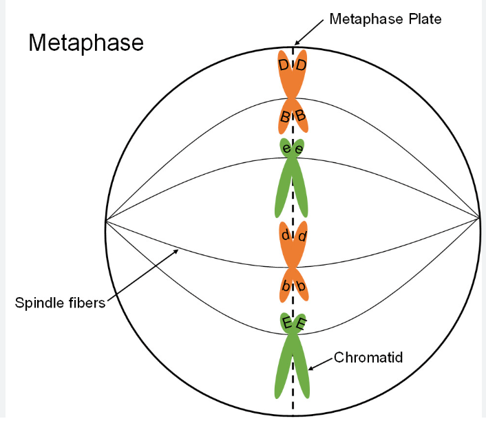 <p>Metaphase </p>