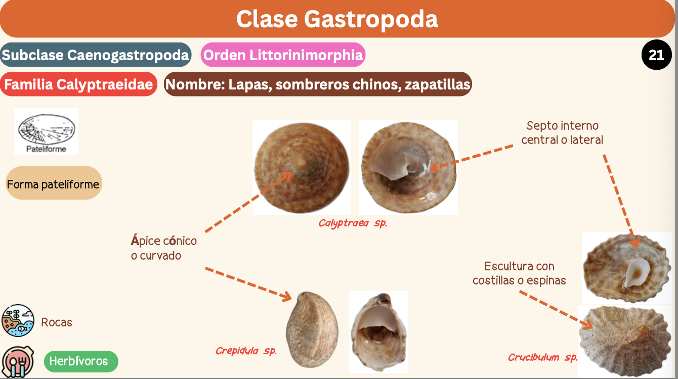 <p><strong>FILO </strong>Mollusca<strong><br>CLASE </strong>Gastropoda<br><strong>SUBCLASE </strong>Caenogastropoda<br><strong>ORDEN </strong>Littorinimorphia<br><strong>FAMILIA </strong>Calyptraeidae<br><strong>GÉNERO </strong><em><u>Calyptraea sp</u></em><br><strong>NOMBRE COMÚN </strong>Lapas, sombreros chinos, zapatillas<strong><br>CARACTERÍSTICAS </strong>Forma pateliforme<br><strong>RÁDULA </strong>Tenioglossa<strong><br>ALIMENTACIÓN </strong>Herbívoros<strong><br>HÁBITAT </strong>Rocas</p>