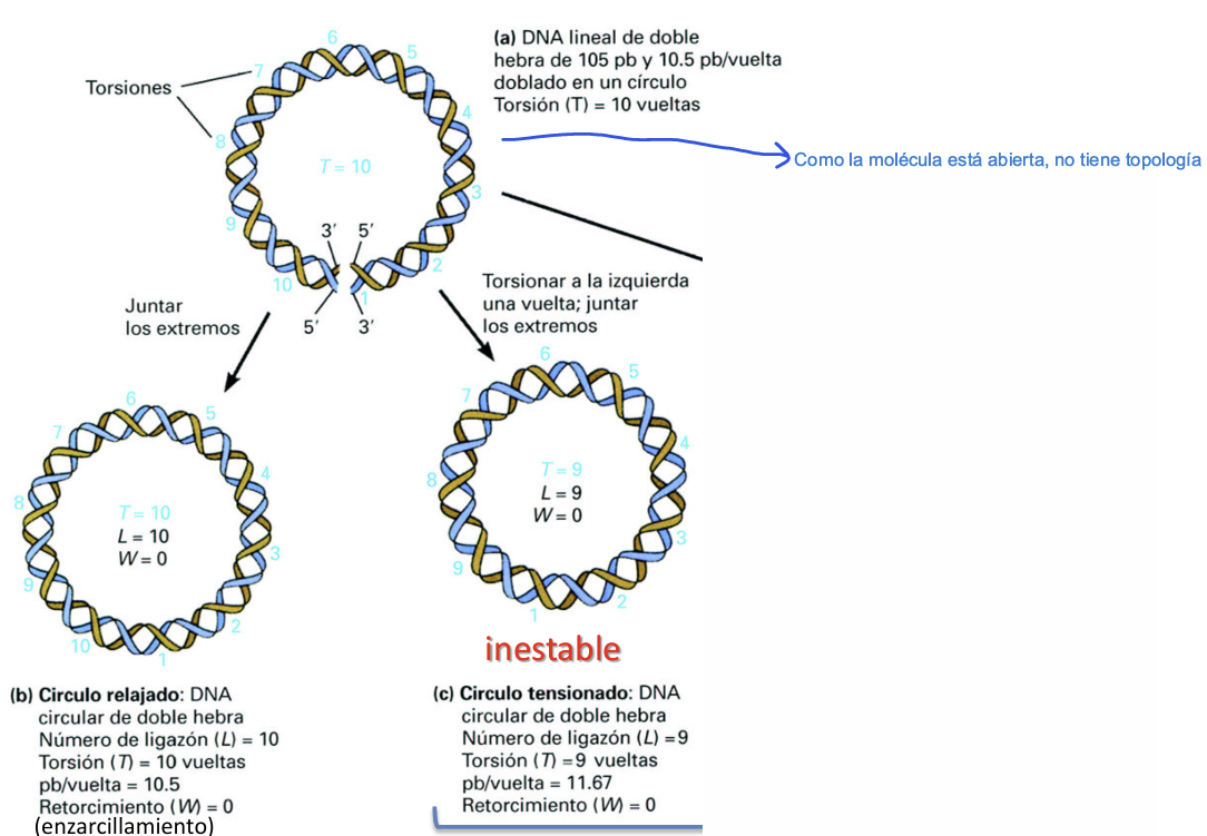<ul><li><p><span>Se forma inicialmente un <strong>círculo tensionado inestable</strong>, en el cual la torsión se reduce forzosamente a </span><span style="line-height: 1.15;">T = 9\vueltas</span><span> con un índice de enlace fijado en </span><span style="line-height: 1.15;"><strong>L = 9 </strong>(W = 0</span><span>)</span></p></li><li><p>Como la longitud en pb es fija (<span>105 pb</span>), el paso de rosca se distorsiona de forma energéticamente desfavorable:</p></li></ul><p>$$\text{pb/vuelta} = \frac{N}{T} = \frac{105}{9} = \mathbf{11.67\text{ pb/vuelta}}$$</p><p></p>