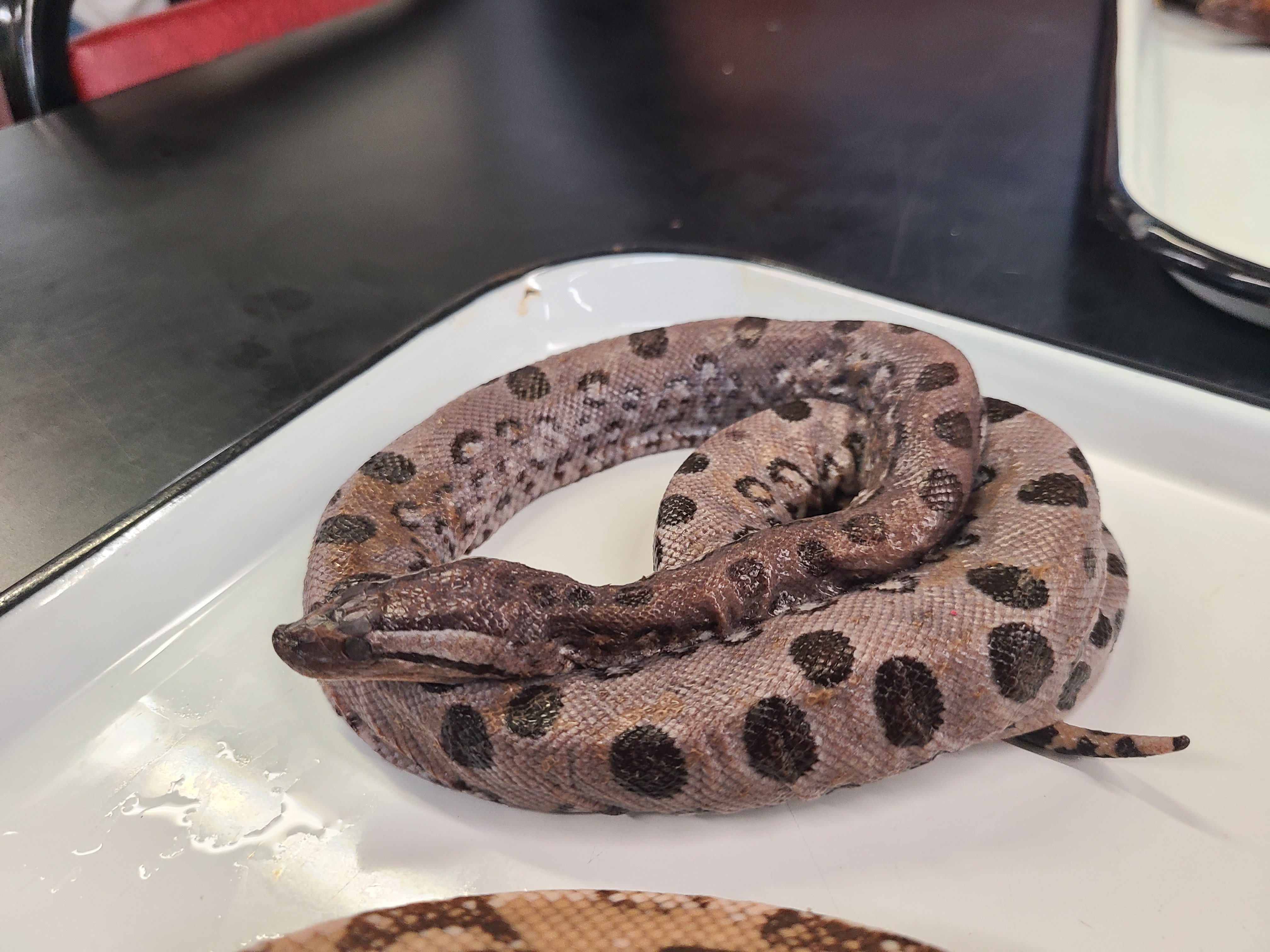 <p>Genus and Species</p>