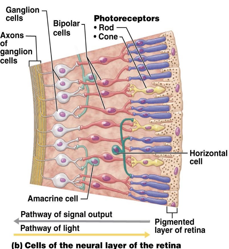 <p>Neural Layer</p><ul><li><p>What is the neural layer of the retina?</p><ul><li><p>What types of cells are found in the neural layer?</p><ul><li><p>Approximately how many photoreceptor cells are present?</p></li></ul></li></ul></li></ul><p></p>