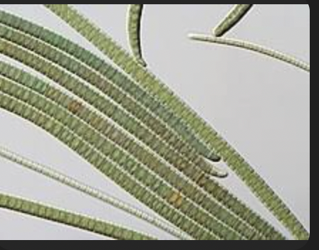<p>is a genus of filamentous cyanobacteria (blue-green algae)</p><ul><li><p><span>Filamentous Structure (Trichomes): long, unbranched filaments which are generally composed of a single row of cells </span></p></li><li><p><span>Stack of poker chips</span></p></li><li><p><span>Lack of Sheath</span></p></li><li><p><span>Filaments are actively motile</span></p></li></ul><p></p>