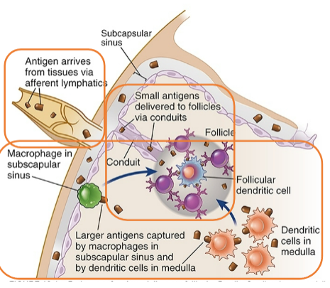 <ul><li><p><span style="background-color: transparent;">Small antigens delivered to follicular B cells via conduits</span></p></li><li><p><span style="background-color: transparent;">Larger antigens captured by macrophages in subcapsular sinus or resident DCs in medulla</span></p></li><li><p><span style="background-color: transparent;">Antigen transferred to FDCs for display to B cells</span></p></li><li><p><span style="background-color: transparent;">Antigen generally in its native, folded three-dimensional conformation</span></p></li><li><p><span style="background-color: transparent;">Recognition of the antigen by appropriate B cell receptor initiates B cell activation</span></p></li></ul><p></p>