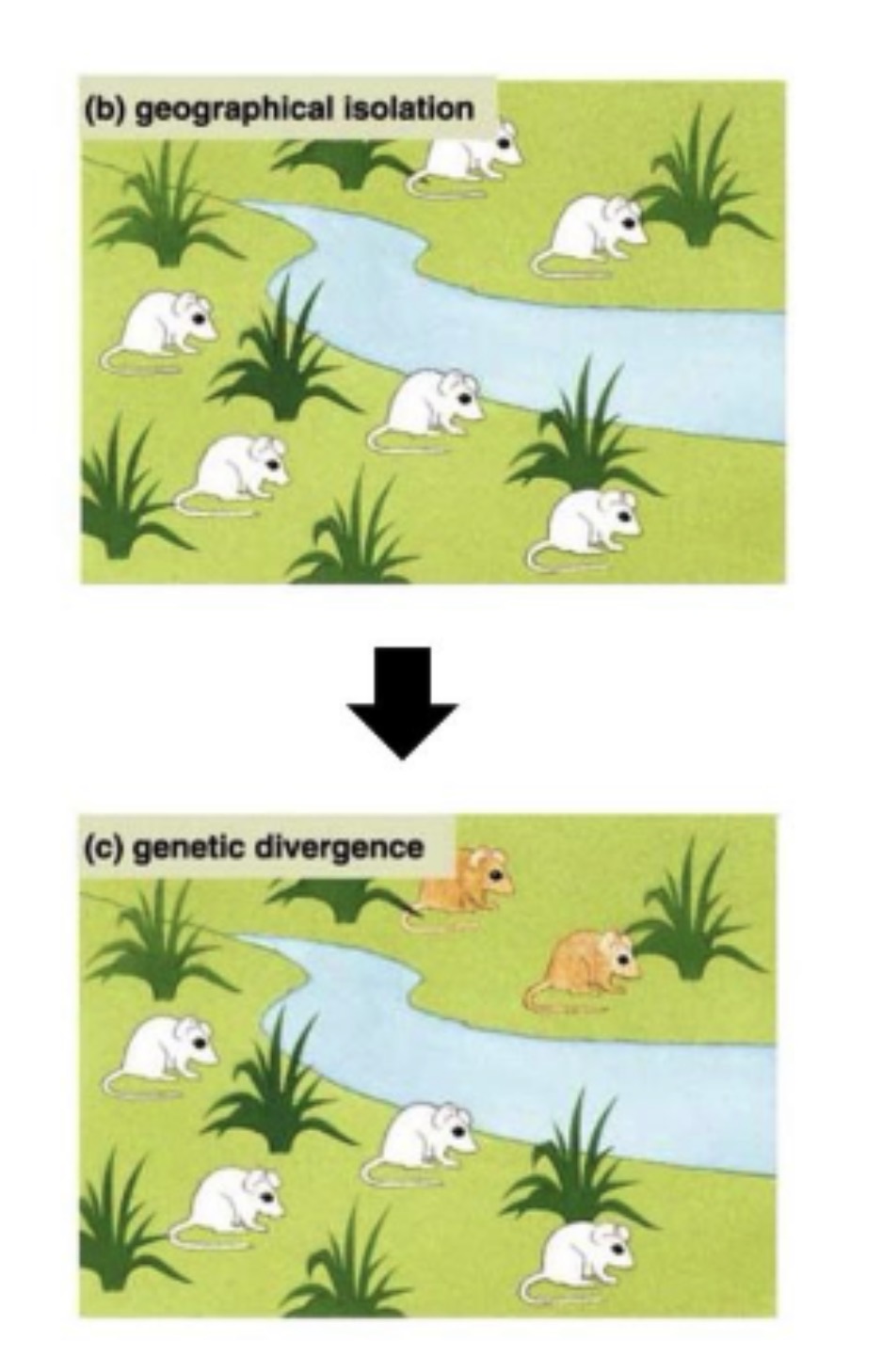 <p>What causes genetic differences to accumulate between geographically isolated populations?</p><p>A. Mutations<br>B. Natural selection<br>C. Genetic drift<br>D. Sexual selection<br>E. All of the above</p>