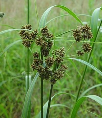 <p>Emergent macrophyte; </p><p>triangular or round stems up to 6 feet tall, fruit in terminal spikelet in drooping cluster;</p><p>mud banks, standing water</p>