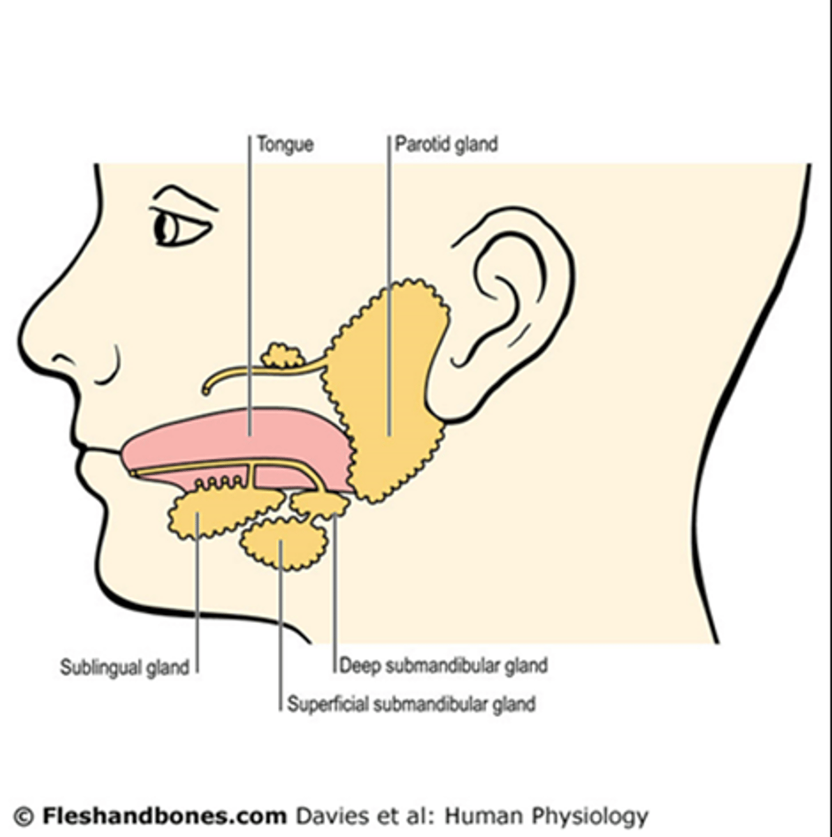 <p>parotid, submandibular, and sublingual</p>