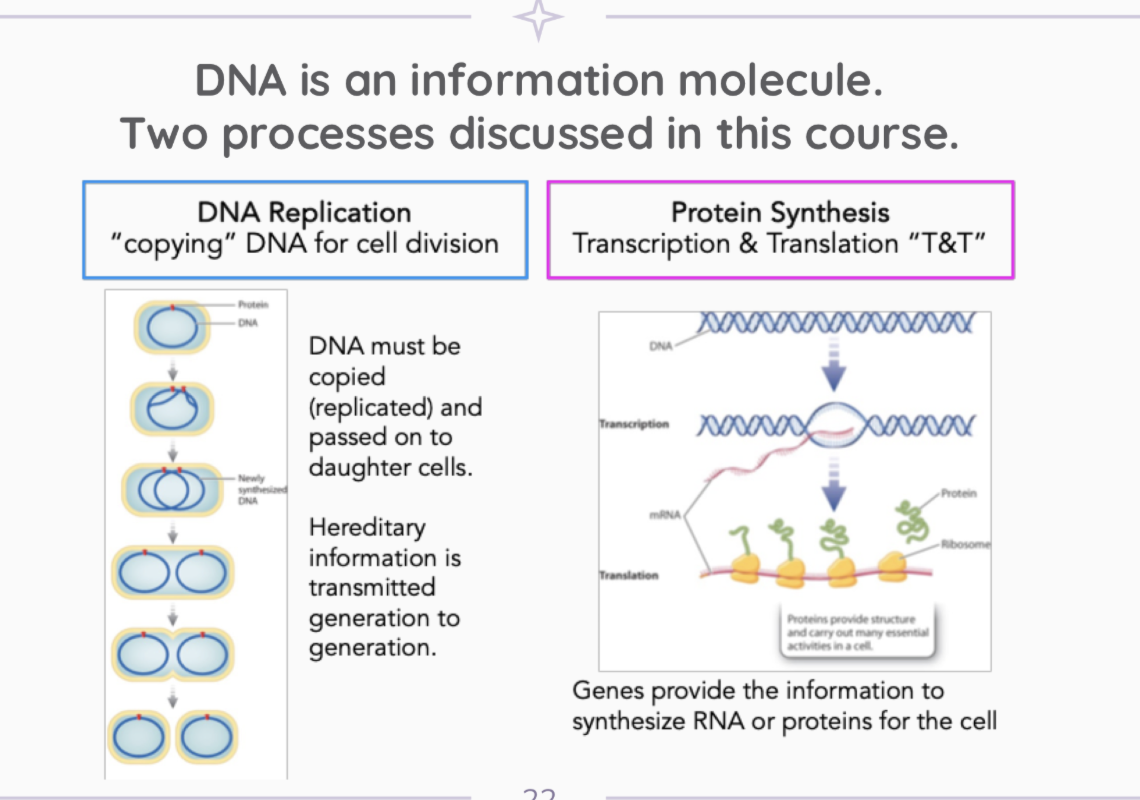 <p>DNA Replication → copying DNA for cell division</p><p>Protein Synthesis → Transcription &amp; Translation </p>