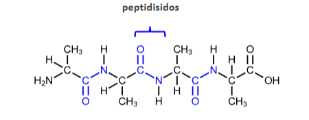 <p>Peptidisidos on <strong>kahden aminohapon välinen sidos</strong>, joka muodostuu toisen aminohapon karboksyyliryhmän (-COOH) ja toisen aminoryhmän (-NH₂) välille.</p>