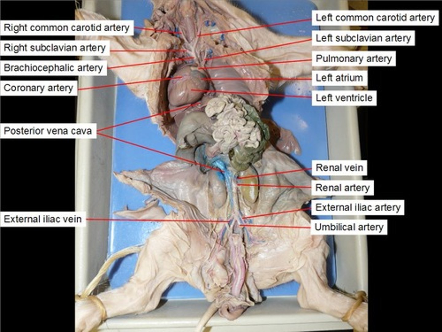 <p>the arteries, veins, and capillaries located at or supplying the back portion of a body part, organ, or system</p>
