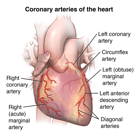 <p><span style="background-color: transparent; font-family: "Times New Roman", serif;">The heart’s "self-service" fuel system consists of coronary arteries arising from the aorta to deliver oxygen and cardiac veins that return deoxygenated blood to the right atrium via the coronary sinus.</span></p>