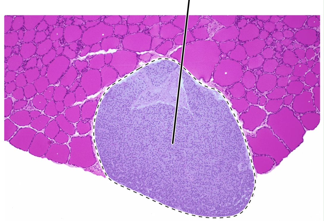 <p>ID highlighted area</p>