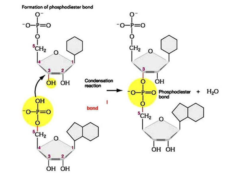 <p>via een fosfodiësterbinding tussen de fosfaatgroep van de ene nucleotide en de vrije hydroxylgroep op C3 van het suiker van de andere nucleotide (door een condensatiereactie) </p><p>Fosfodiësterbinding: een relatief sterke covalente binding tussen een fosfaatgroep en twee hydroxylgroepen van verschillende koolhydraatgroepen </p>