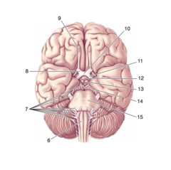 <p>The ventral surface of the brain.</p><p>13</p>