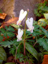 <p><strong>(<em>Dicentra canadensis</em>)</strong> – Finely divided leaves, white heart-shaped flowers with yellow tips; small corn-like bulblets underground. Woodland ephemeral. <strong>Autotroph; spring ephemeral.</strong><br><strong>Uses:</strong> No common edible use; toxic.</p>