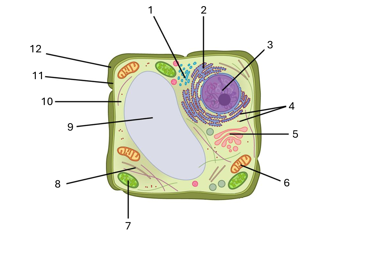 <p>What is number 9 on the plant cell diagram?</p>