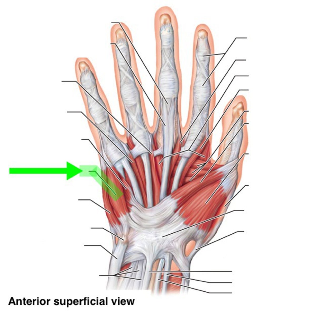 <p>Origin: Hook of hamate and flexor retinaculum.</p><p>Insertion: Base of proximal phalanx of little finger.</p><p>Innervation: Ulnar nerve.</p><p>Action: Flexion of MP joint of little finger.</p>
