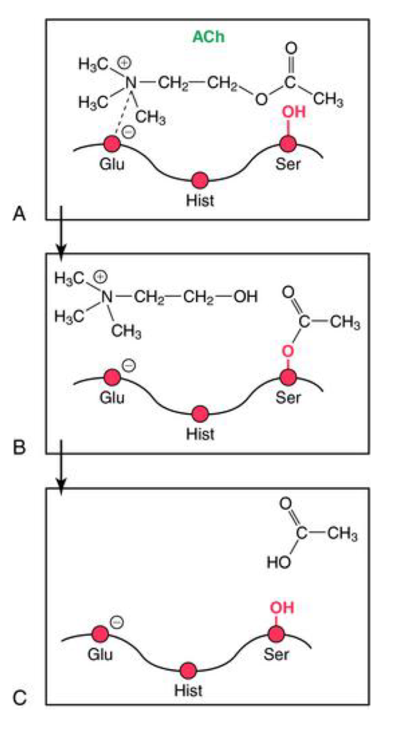 <p>the enzyme has an anionic site in which negatively charged glutamic acid attracts the positively charged amine group of acetylcholine (A)</p><p>a specially activated serine in the active site is thus positioned next to and in line with the carbonyl of the ester group in the substrate. A covalent transition state intermediate is formed with this serine. Choline is released. (B) </p><p>This bond is then hydrolysed by a water molecule to release acetate (C) </p>