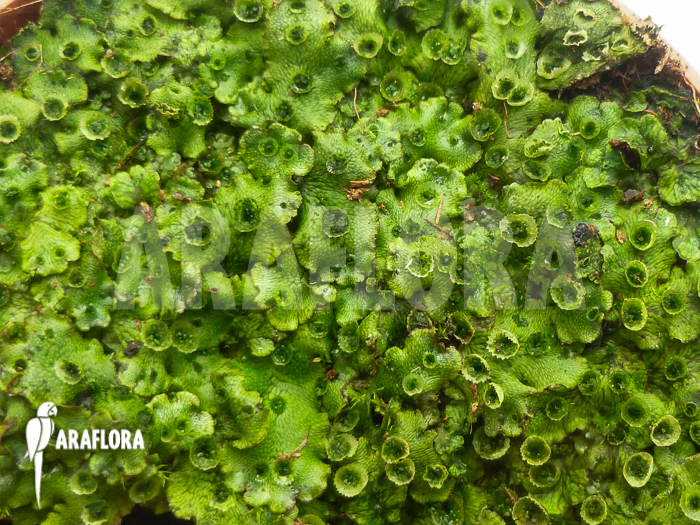 <ul><li><p>Often called the liverworts </p></li><li><p>Non-vascular land plant that has a gametophyte-dominant life cycle where the plant carries only one set of genetic information </p></li><li><p>Characteristics include flagellated gametes and cutcicle only</p></li></ul><p></p>