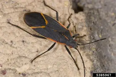 <p><em>“true bugs”, hoppers and cicadas, aphids and whiteflies and scales</em></p><ul><li><p><strong>Paurometabolous</strong></p></li><li><p><strong>Live in vegetation or moss</strong></p></li><li><p>Most “suck on” plants, some are predacious</p></li><li><p><strong>Many are major plant pests!</strong></p></li><li><p><strong>Description (general):</strong></p><ul><li><p><strong>Eyes present in all, but Coleorrhyncha has separated compound eyes</strong></p></li><li><p><strong>Antennae present</strong></p></li><li><p><strong>Piercing-sucking mouthparts</strong></p></li><li><p><strong>Hemelytra(Heteroptera), tent-like wings (Auchenorrhyncha), winged or wingless(Sternorrhyncha), reduced wings(Coleorrhyncha)</strong></p></li><li><p><strong>6 Legs</strong></p></li></ul></li></ul><p></p>