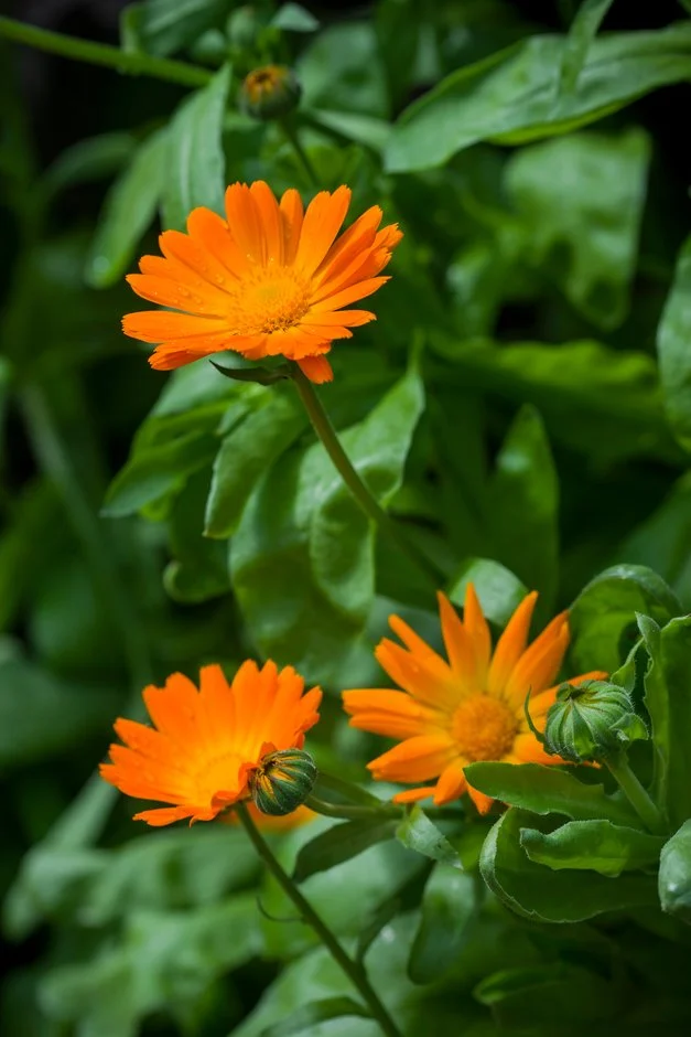 <p>Calendula officinalis</p>