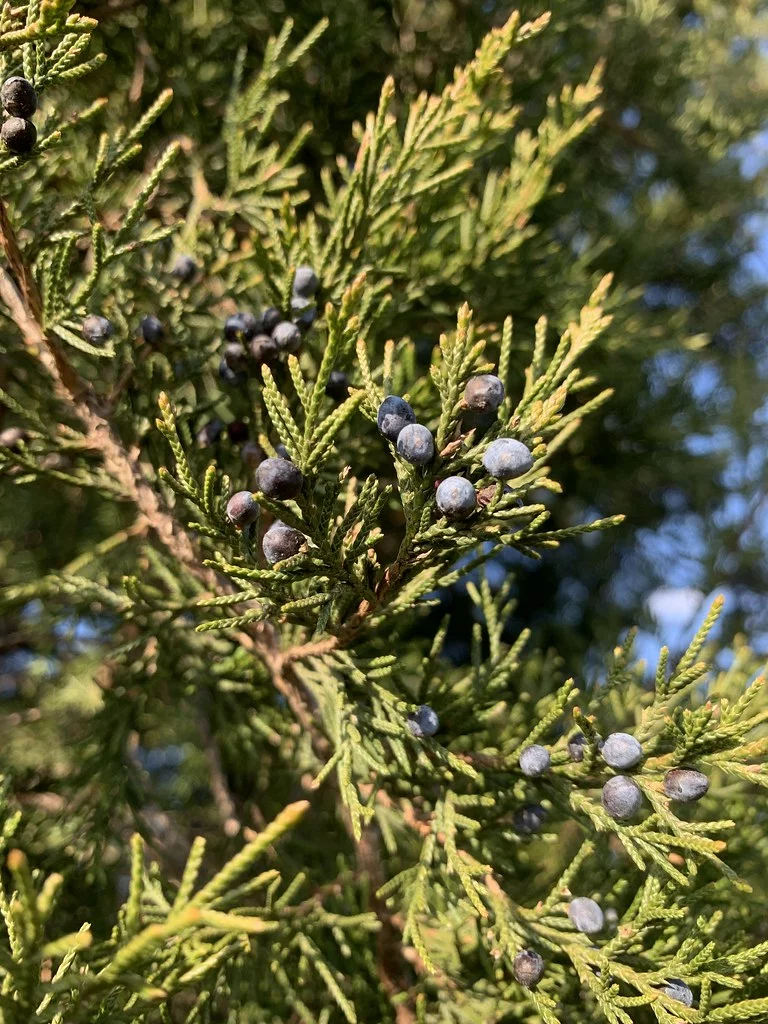 <p>N Juniperus Virginiana</p><p>Medium sized tree , dense and upright</p><p>Up to 50’ tall and 10’ wide</p><p>Bluish gray bloom on tiny round berries</p><p>Full sun</p><p>Drought and wind tolerant</p>