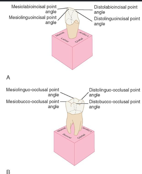 <p>Formed at the junction of three surfaces. basically tips of tooth</p>