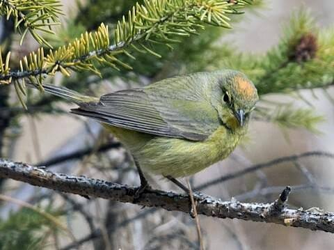 <p>Orange-crowned Warbler (OCWA) call</p>