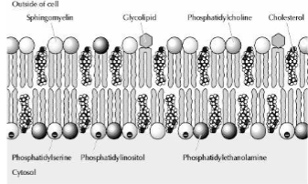 <p>RBC Membrane - Lipids</p>