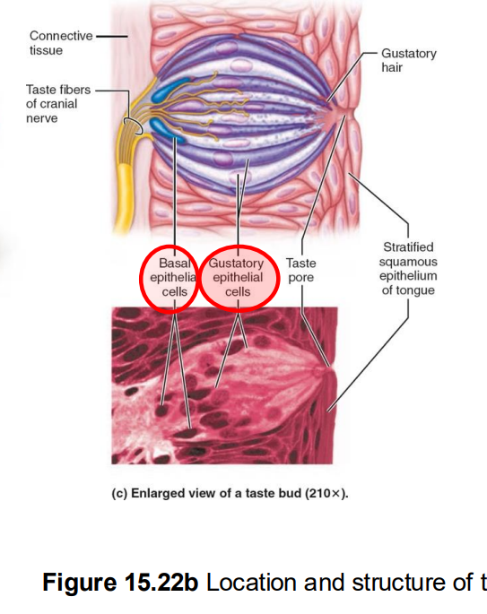 <ul><li><p>dynamic stem cells that divide every 7–10 days</p></li><li><p>constantly renews  (blue region</p></li></ul><p></p>