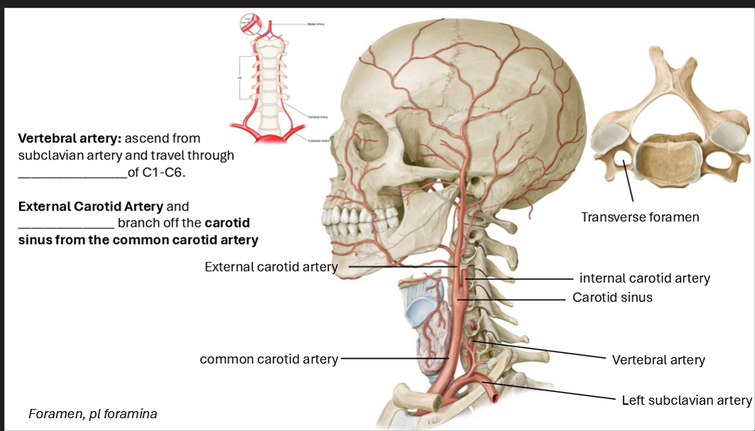 <p><strong>Vertebral Artery</strong></p><ul><li><p>Ascends from subclavian artery and travels through transverse foramen of C1-C6</p></li></ul><p><strong>External and Internal Carotid Artery</strong></p><ul><li><p>Branch off the carotid sinus from the common carotid artery</p></li></ul><p></p>