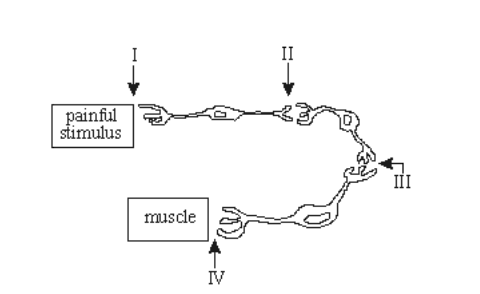 <p>The above diagram represents the neural pathway that causes an individual to retract a stubbed toe. If one were to modify this diagram to represent the pathway involved in feeling pain in the stubbed toe, where could additional neurons be placed?</p><p><strong>A. </strong>At II and III</p><p><strong>B. </strong>At II and IV</p><p><strong>C. </strong>At III and IV</p><p>D. At I and IV</p>