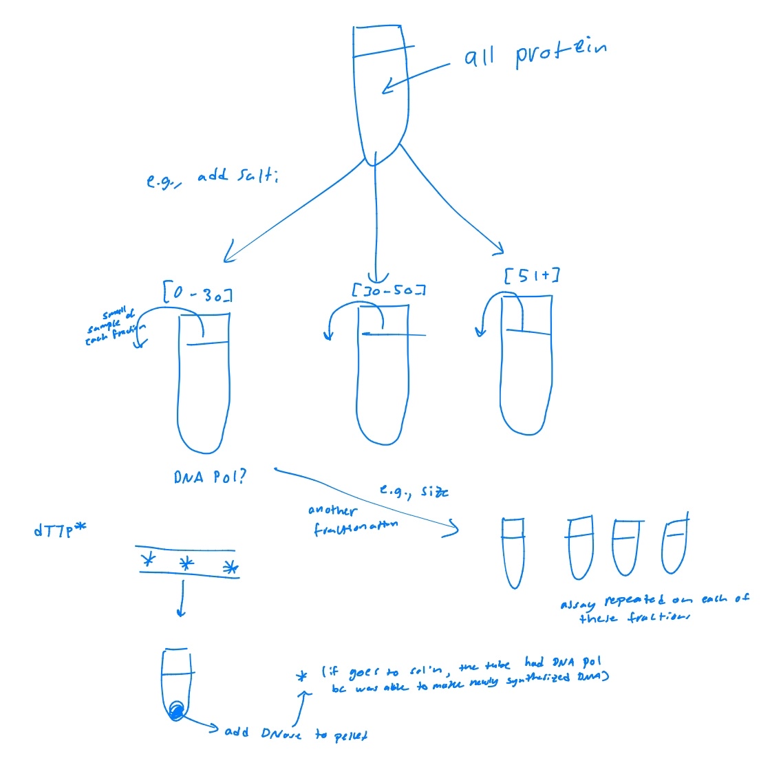 <p>After fractionation, each fraction was tested using the kornberg assay for DNA synthesis. Fractions that had the radioactive nucleotides in the DNA contained DNA polymerase. Then, repeated purification steps were used until DNA polymerase was isolated.</p>