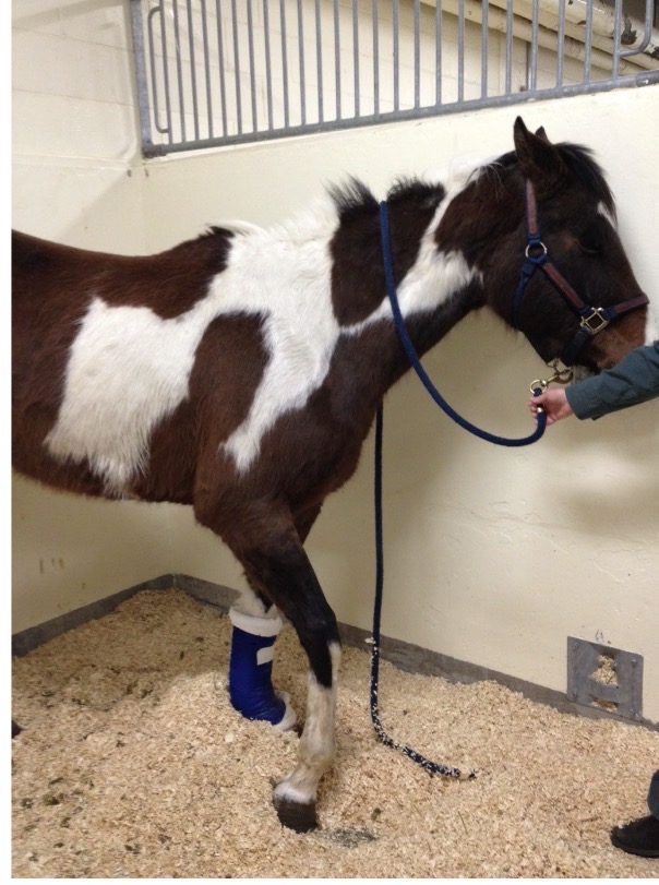 <p>What is wrong with this horse</p>