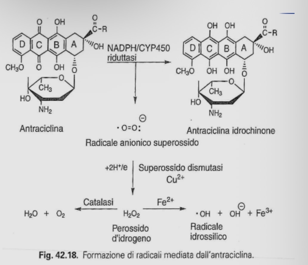 <ul><li><p><strong><u>riduzione enzimatica</u></strong></p><ul><li><p>ridotta da NADPH-CYP40 reduttasi</p></li><li><p>intermedio radicalizzato a semichinone</p><ul><li><p>può reagire con l’ossigeno molecolare</p></li><li><p>superossido anionico</p></li></ul></li></ul></li><li><p><strong><u>formazione ROS</u></strong></p><ul><li><p>superossido dismutasi</p></li><li><p>genero perossido di idrogeno</p><ul><li><p>se c’è Fe2+ → reazione di fenton → radicali ossidrilici</p></li></ul></li></ul></li><li><p><strong><u>ruolo ferro e accumulo nel cuore</u></strong></p><ul><li><p>antracicline chelano gli ioni ferro</p></li><li><p>trasporto preferenziale al cuore</p><ul><li><p>no enzima catalasi</p></li><li><p>tessuto vulnerabile ai ROS</p></li></ul></li></ul></li></ul><p></p>