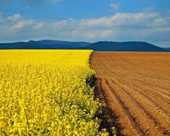 <p>suitable for growing crops</p><p>= cultivable</p>