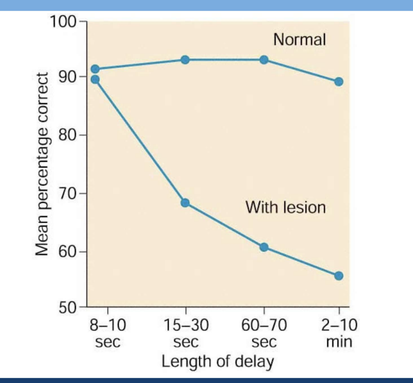 <p>Impaired performance of the DNMS</p><ul><li><p>8-10 seconds→ no deficits </p><ul><li><p>HM: similar to the short term memory of HM</p></li></ul></li><li><p>Delay dependent effect→ more deficits</p></li></ul><p></p>